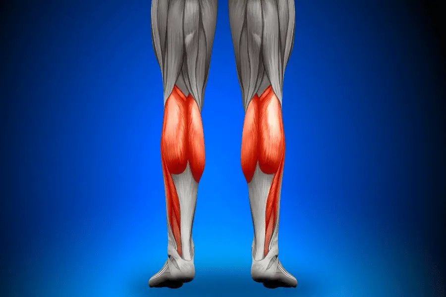 Diagram that shows the location of the calve muscles