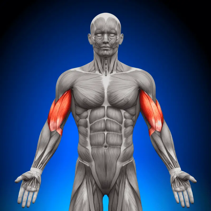 Diagram of the biceps in the body