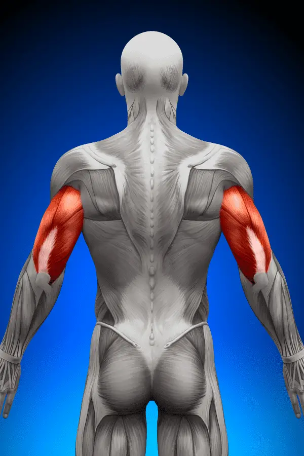 Diagram with the location of the triceps in the body.